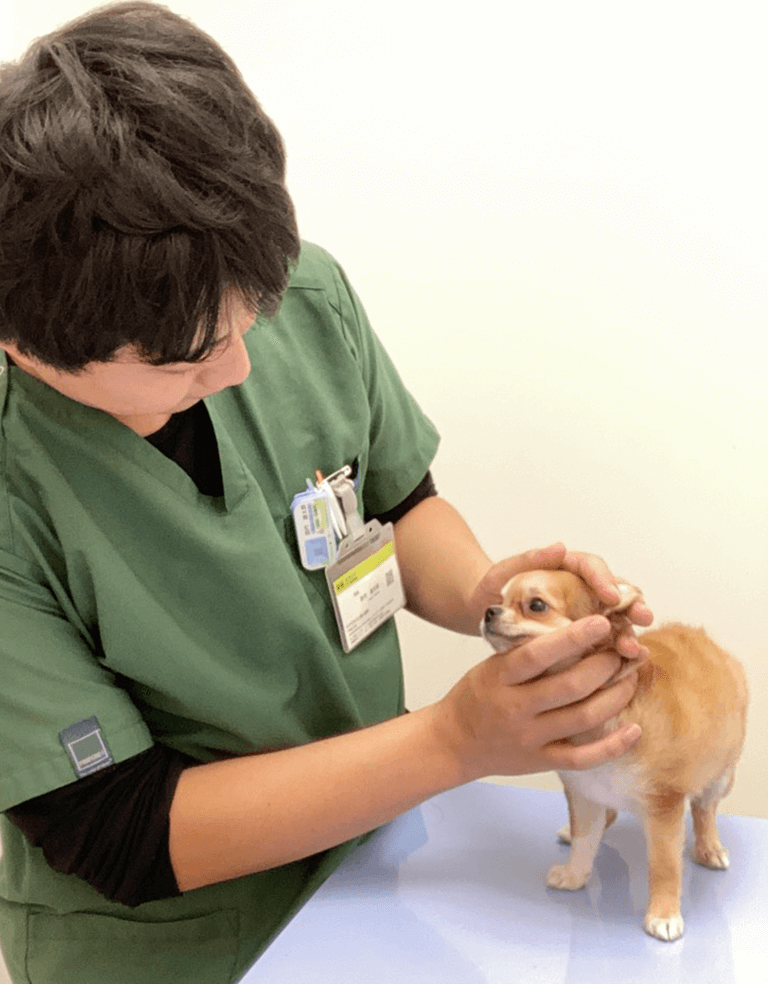 みやざき犬と猫の病院｜宮崎市のイオンモール内の動物病院