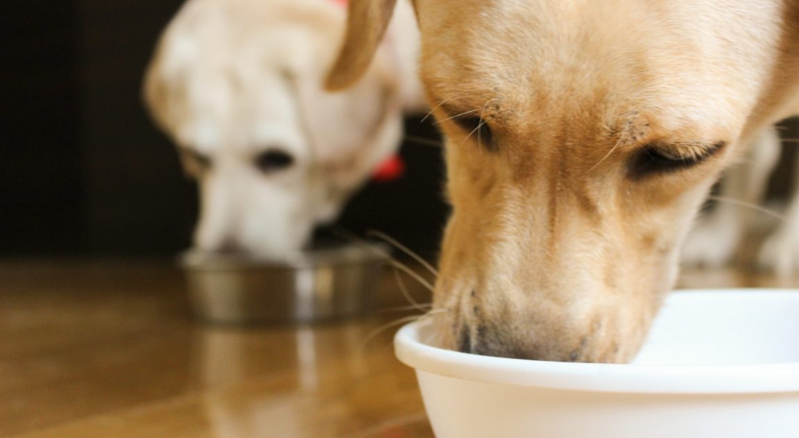 アレルギー性皮膚炎と食物アレルギー みやざき犬と猫の病院 宮崎市イオンモール内の動物病院